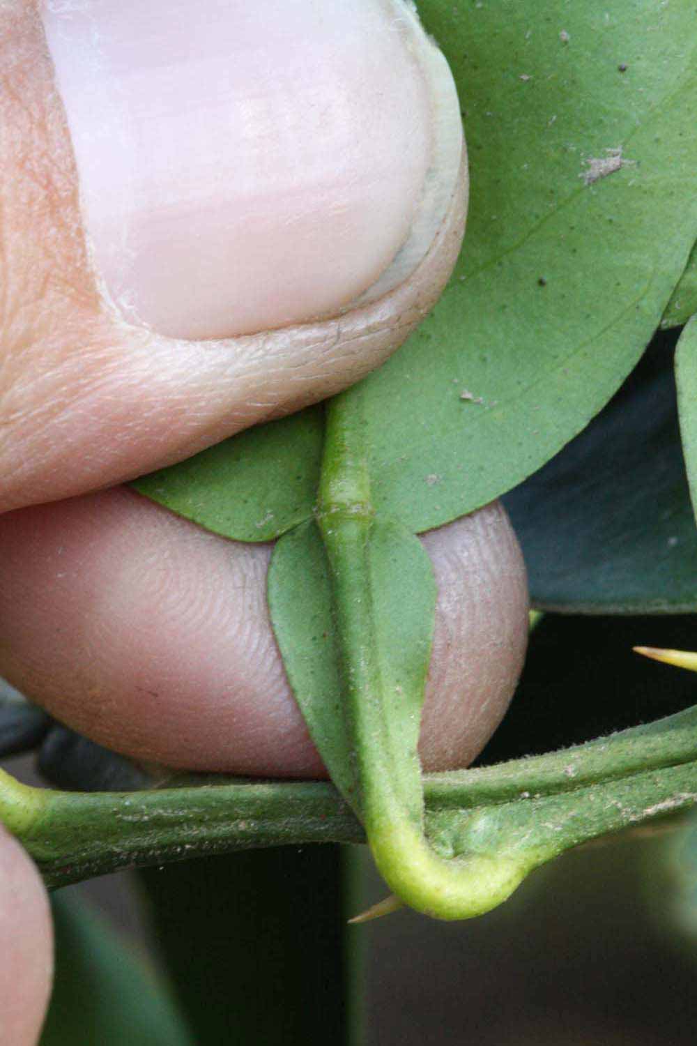              Petiole (Riverside, CA)       